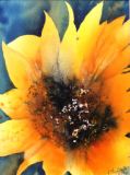 40 - Liz Symonds - Sunflower 2 - Watercolour.jpg